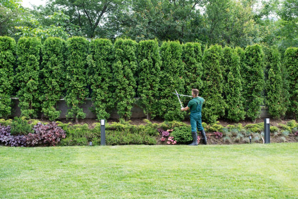 Lawn Pest Prevention in Jenison, MI