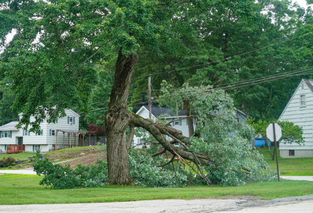 Best Root Management and Removal  in Jenison, MI