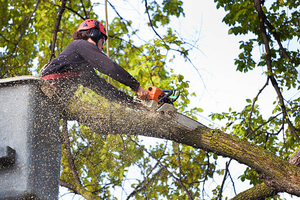 Best Tree Mulching  in Jenison, MI