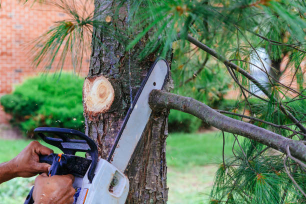 Why Choose Our Tree Removal Services in Jenison, MI?